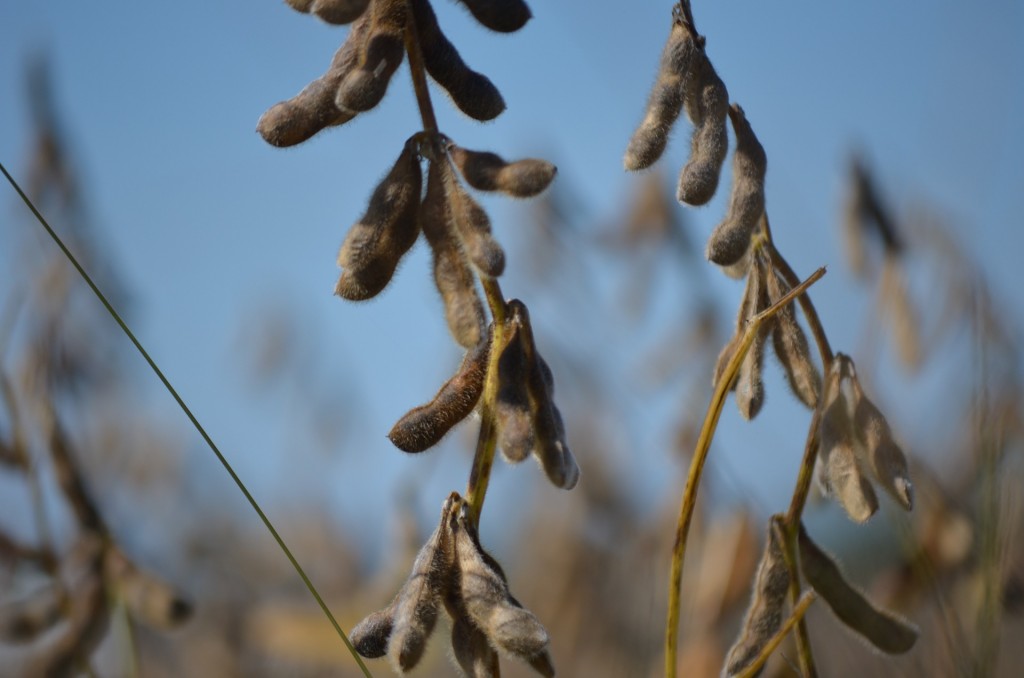 soybean-778177_1920