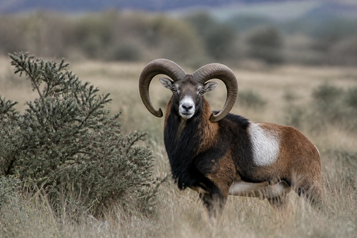 Guide complet pour observer le mouflon en Baie de Somme