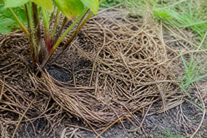 Inconvénients du paillage : les erreurs à éviter au jardin