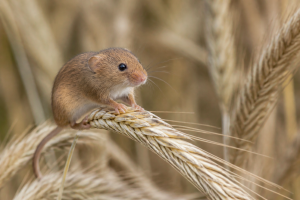 Souris des moissons : tout sur le plus petit rongeur d'Europe