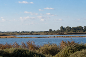 Visiter le Parc du Marquenterre en Baie de Somme : Guide complet